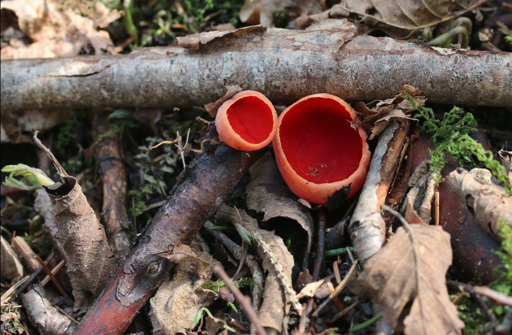 ФОТО: Необычные грибы в эстонских лесах