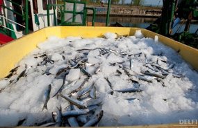 В Эстонии вылавливают в шесть раз больше рыбы, чем могут съесть