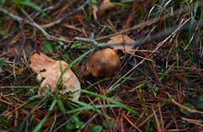 ФОТО: Новый год уже на носу - а в лесу до сих пор можно найти грибы и ягоды