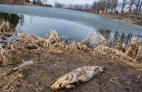 В Германии выловили 37 тонн мертвой рыбы