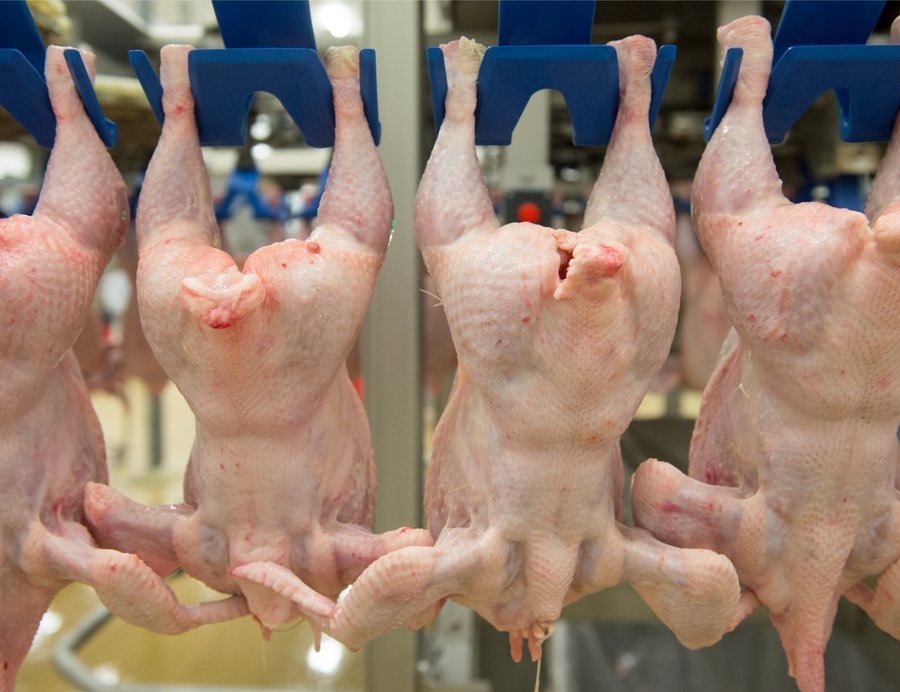 Казахстан запретил ввоз продукции курских птицефабрик
